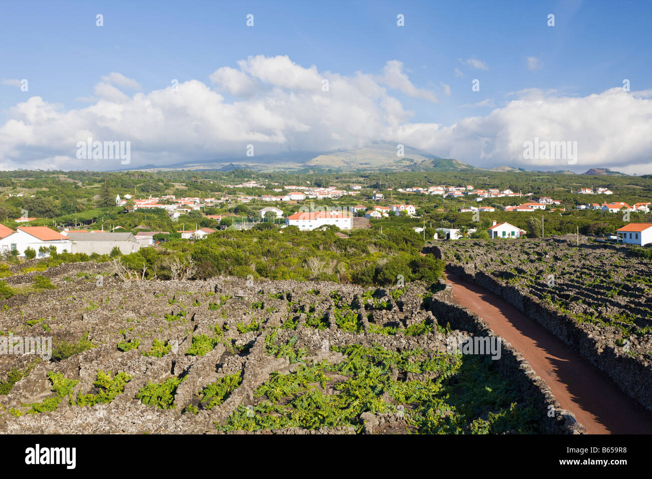 L'île de Pico Vineyard Culture Site du patrimoine de l'Unesco l'île de Pico Açores Portugal Banque D'Images