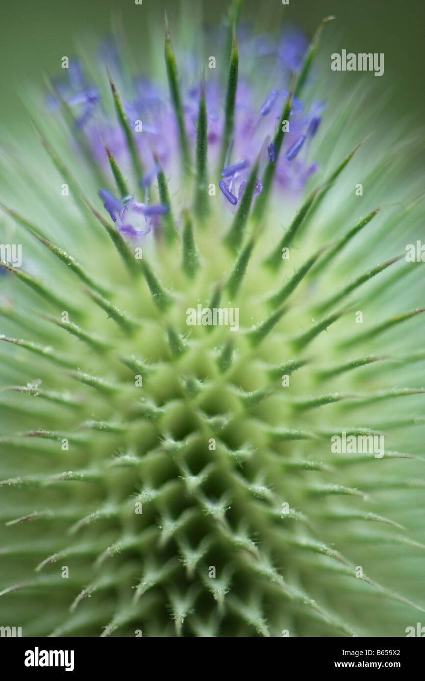 Thistle, extreme close-up Banque D'Images