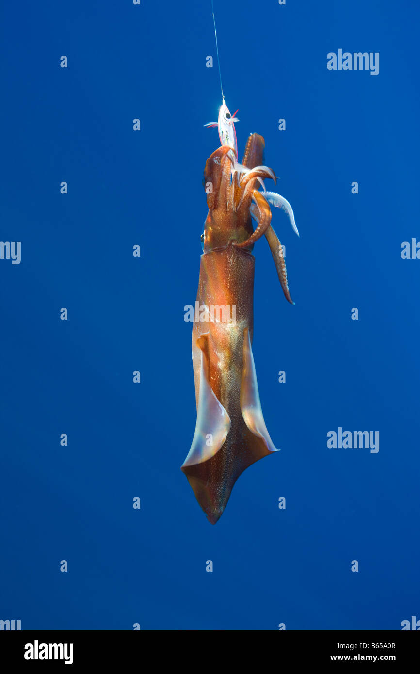 Kalmar veiné sur Hameçon Loligo forbesi Açores Portugal Océan Atlantique Banque D'Images