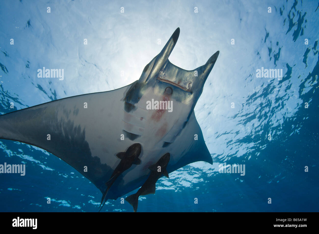 Sicklefin Mobula tarapacana Mobula avec Remora Açores La princesse Alice Bank Océan Atlantique Portugal Banque D'Images