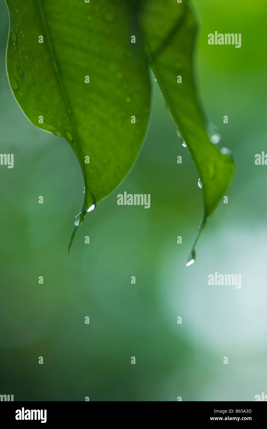 Gouttes de pluie sur les feuilles, close-up Banque D'Images