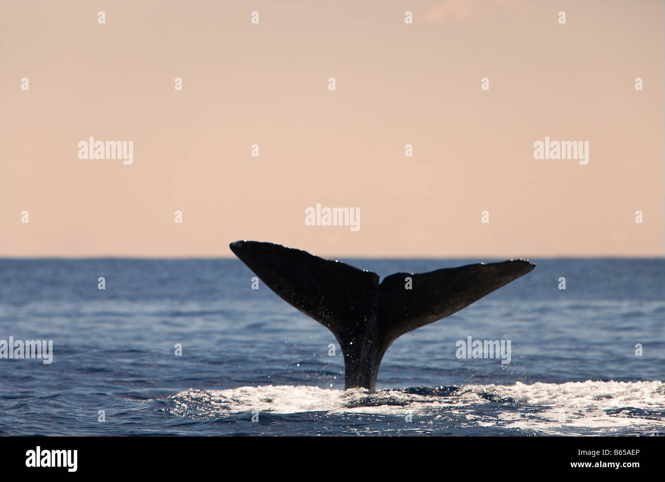 Fluke Cachalot Physeter catodon Océan Atlantique Portugal Açores Banque D'Images