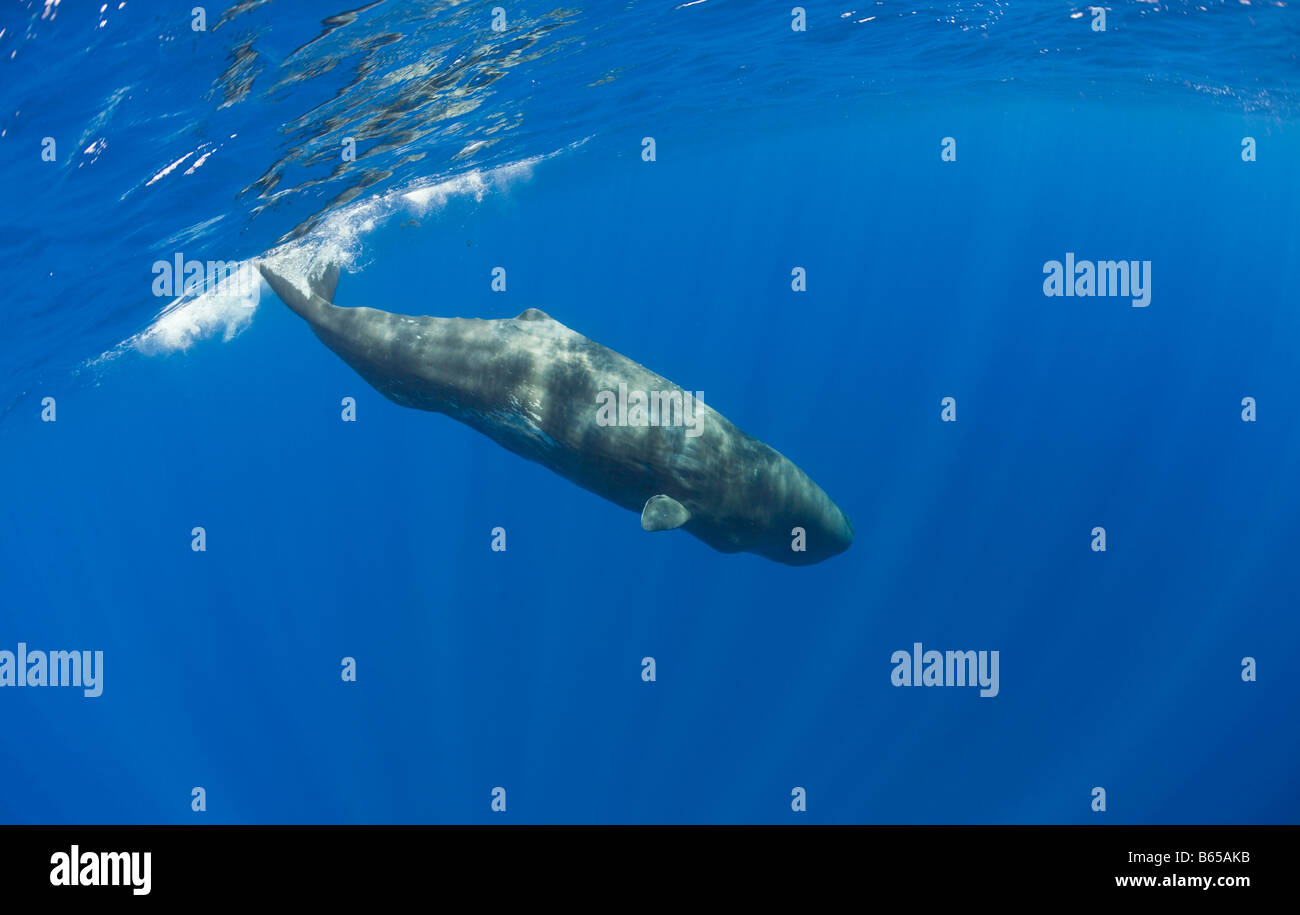 Jeune Cachalot Physeter catodon Océan Atlantique Portugal Açores Banque D'Images