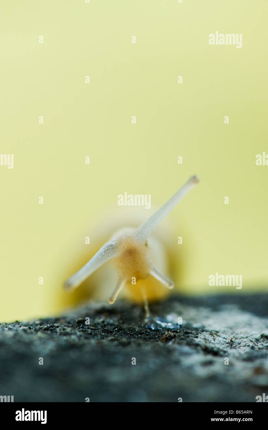 Snail excrétant le mucus, close-up Banque D'Images
