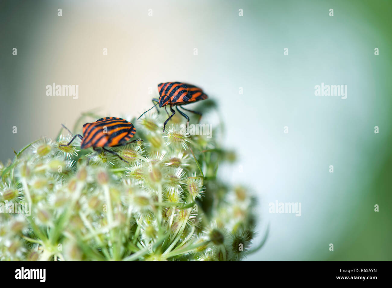 Deux bogues bouclier à rayures (graphosoma lineatum) ensemble à fleur Banque D'Images