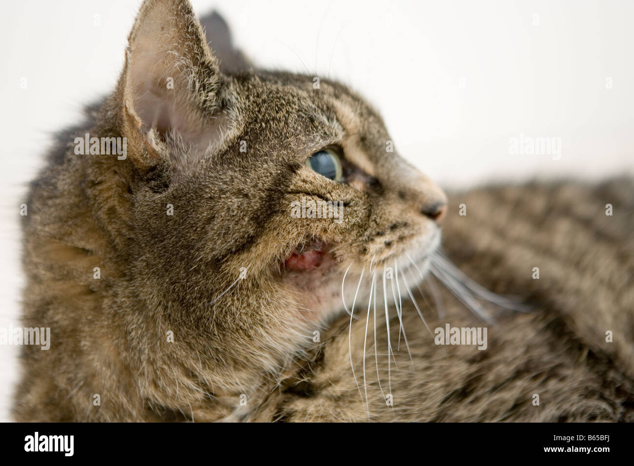 Cancer De La Peau De Chat Banque De Photographies Et D Images A Haute Resolution Alamy