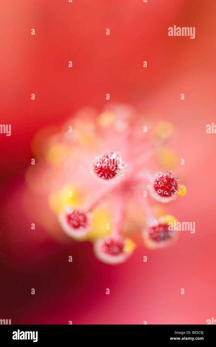 L'étamine Hibiscus couverts dans les gouttelettes d'eau, close-up Banque D'Images