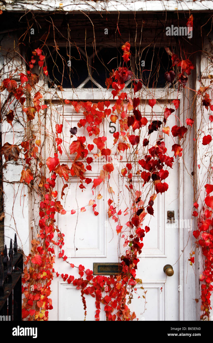 Lierre sur rouge maison ancienne, Padstow, Cornwall Banque D'Images