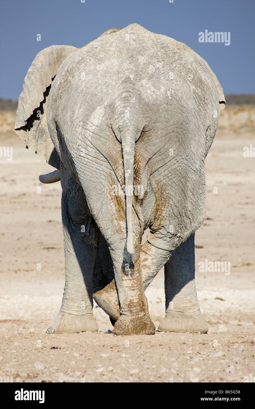 L'éléphant du désert se détendre, Etosha National Park, Namibie Banque D'Images
