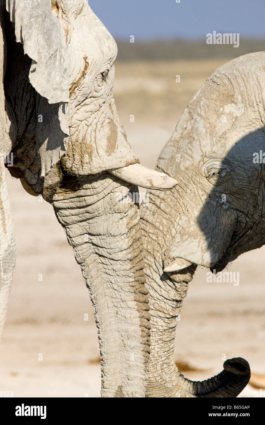 Deux éléphants du désert à un très petit trou d'eau, Etosha National Park, Namibie Banque D'Images