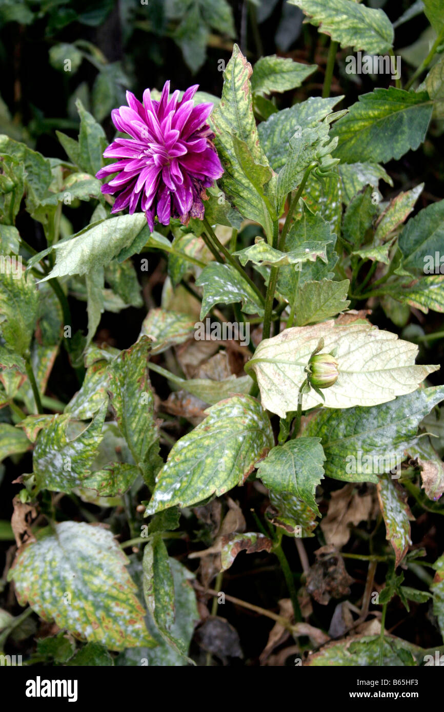 Un DAHLIA DAHLIA SOUFFRANT DES EFFETS DE CHARBON. ENTYLOMA CALENDULAE DAHLIAE Banque D'Images