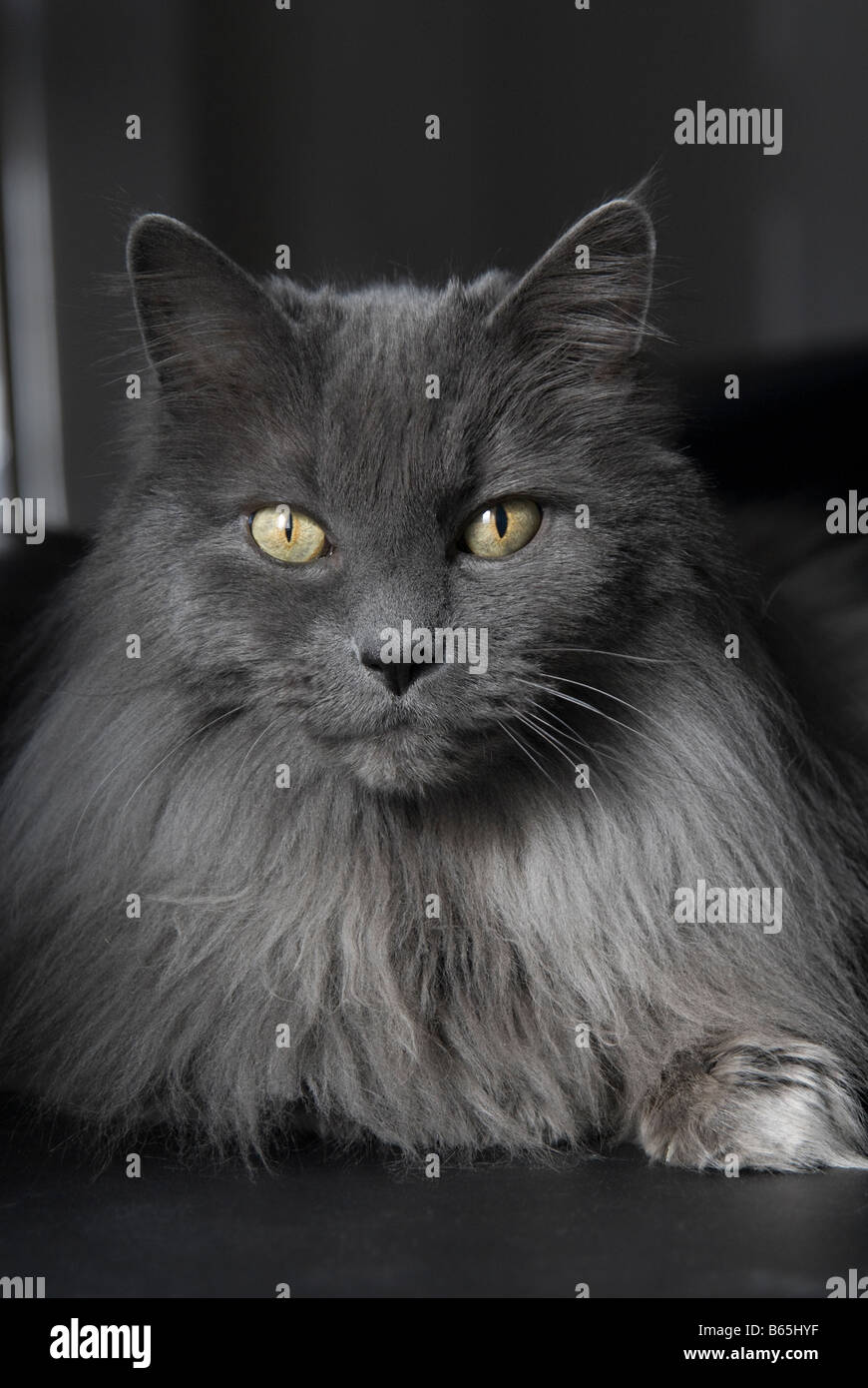 Portrait d'un chat gris charbon aux cheveux longs. Banque D'Images