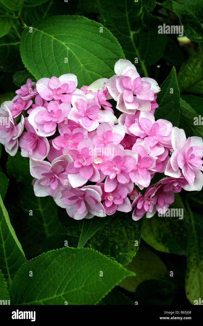HYDRANGEA MACROPHYLLA ETERNITY ROSE. Hortensia commun Photo Stock - Alamy