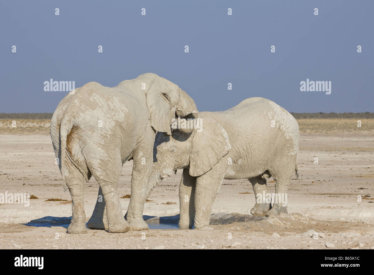 Deux éléphants du désert à un très petit trou d'eau, Etosha National Park, Namibie Banque D'Images