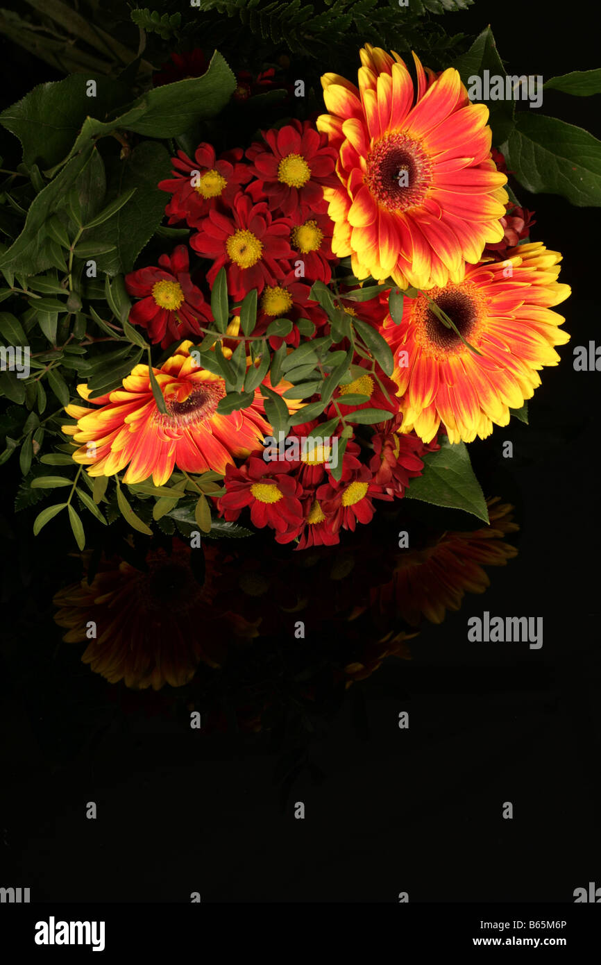 Un gerbera jaune en pleine floraison Banque D'Images