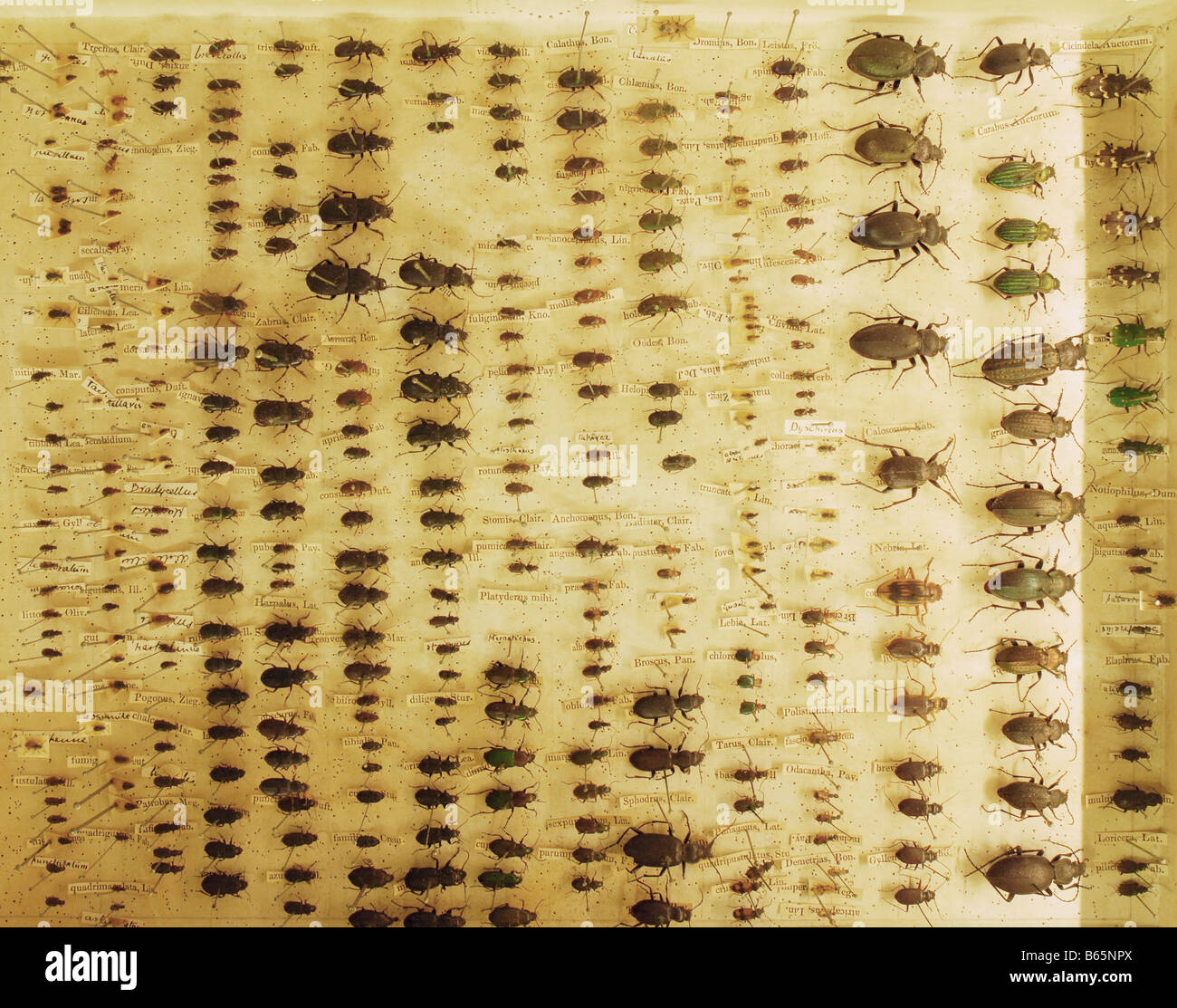 Les coléoptères recueillis par Charles Darwin dans le musée de zoologie, Cambridge Banque D'Images