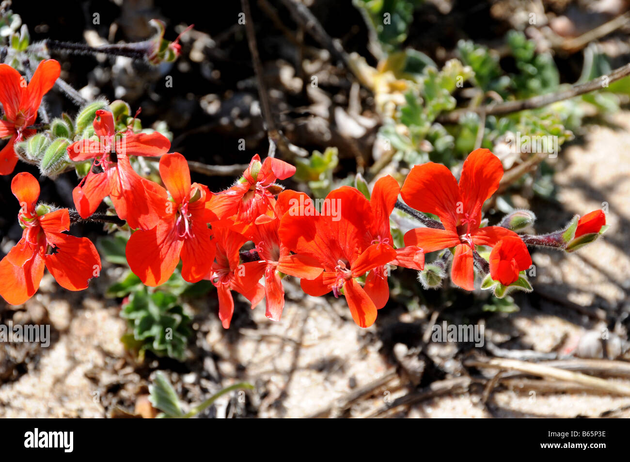 Fleurs de Pélargonium écarlate de la côte ouest, Afrique du Sud Banque D'Images