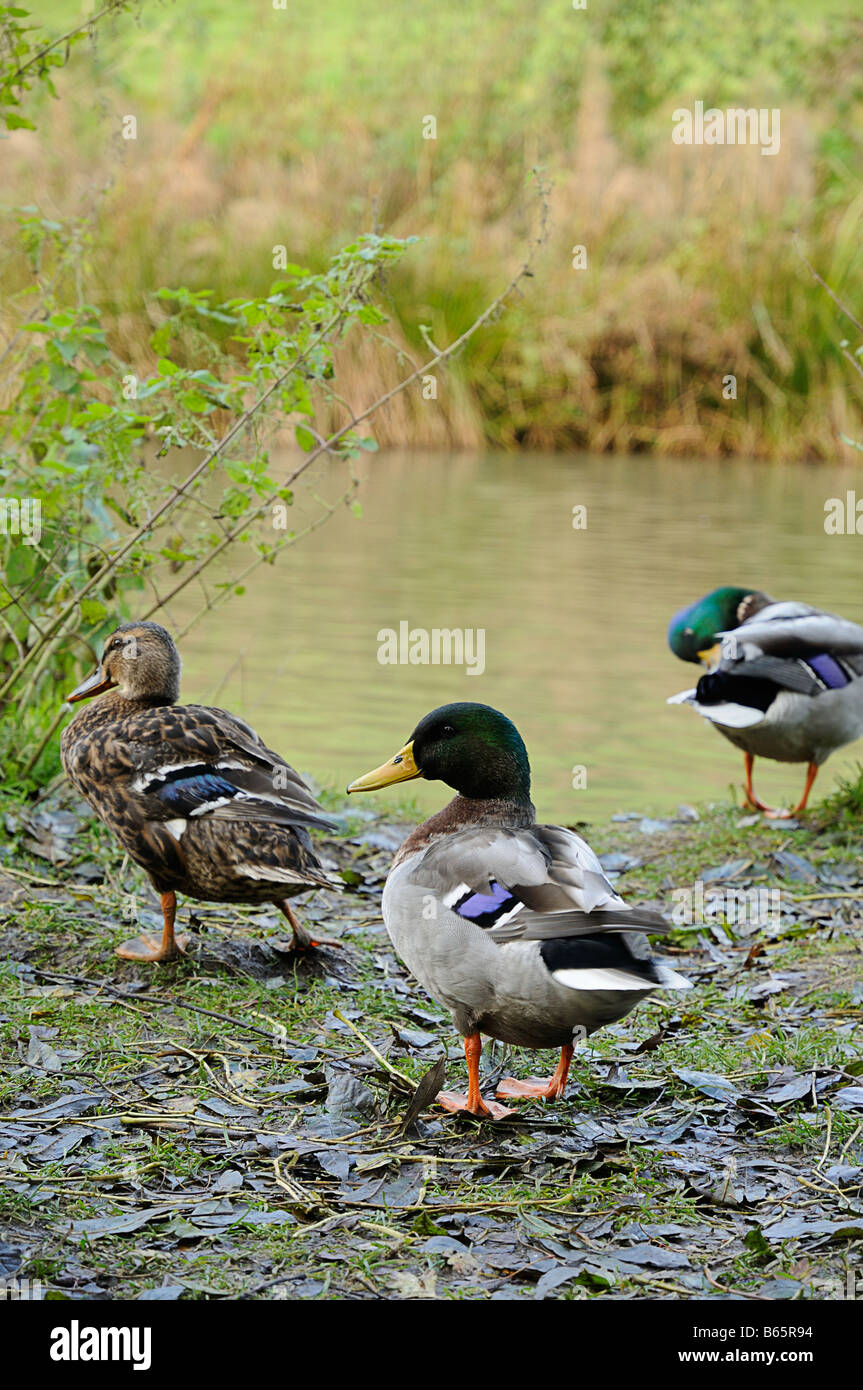 Canard colvert mâle et femelle par un lac Cotswolds Gloucestershire Angleterre Banque D'Images