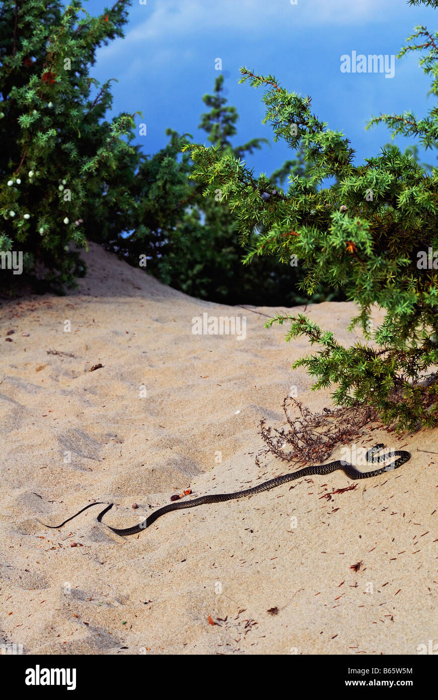 Snake whip de l'Ouest parmi les dunes sur la côte de Parc National de Circeo en Italie Banque D'Images