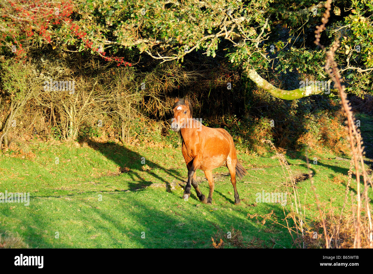 Seul brown Poney Dartmoor marcher le long d'un sentier boisé en belle lumière en début de soirée Banque D'Images