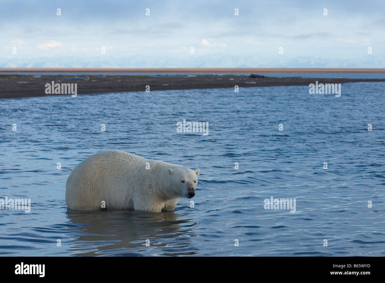 Ours polaire Ursus maritimus curieux mâle adulte, bavard de sanglier dans les eaux côtières au large de l'Arctique, 1002, refuge faunique national de l'Arctique, versant nord, Alask Banque D'Images