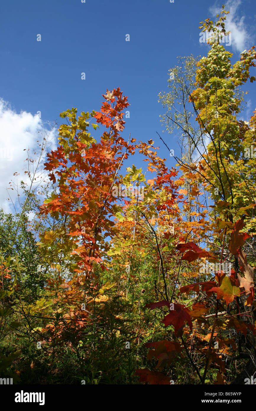 Orange, Rouge, et des feuilles jaunes s'accrochent aux branches d'un peuplement d'arbres d'érable sous un ciel clair, bleu de l'automne. Banque D'Images