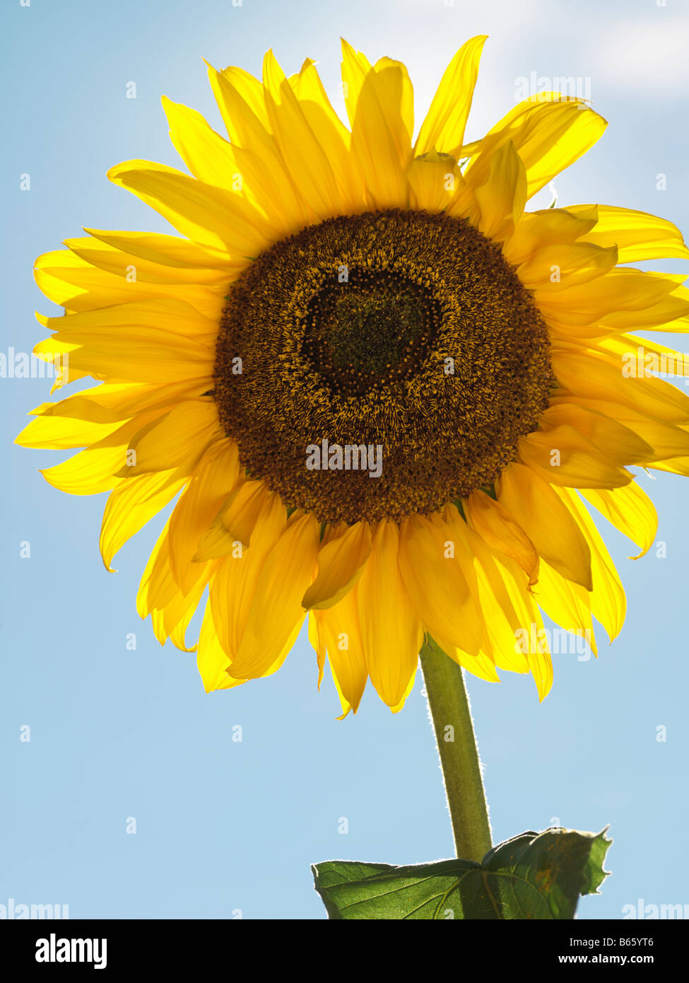 Le tournesol contre ciel clair Banque D'Images