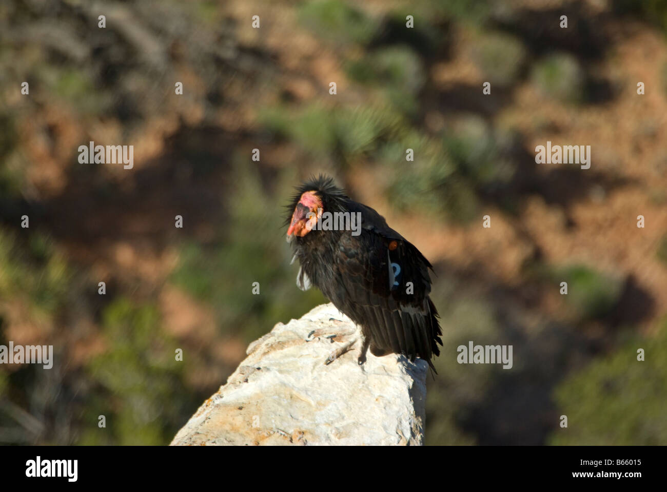 Condor de Californie, le Parc National du Grand Canyon, Arizona Banque D'Images