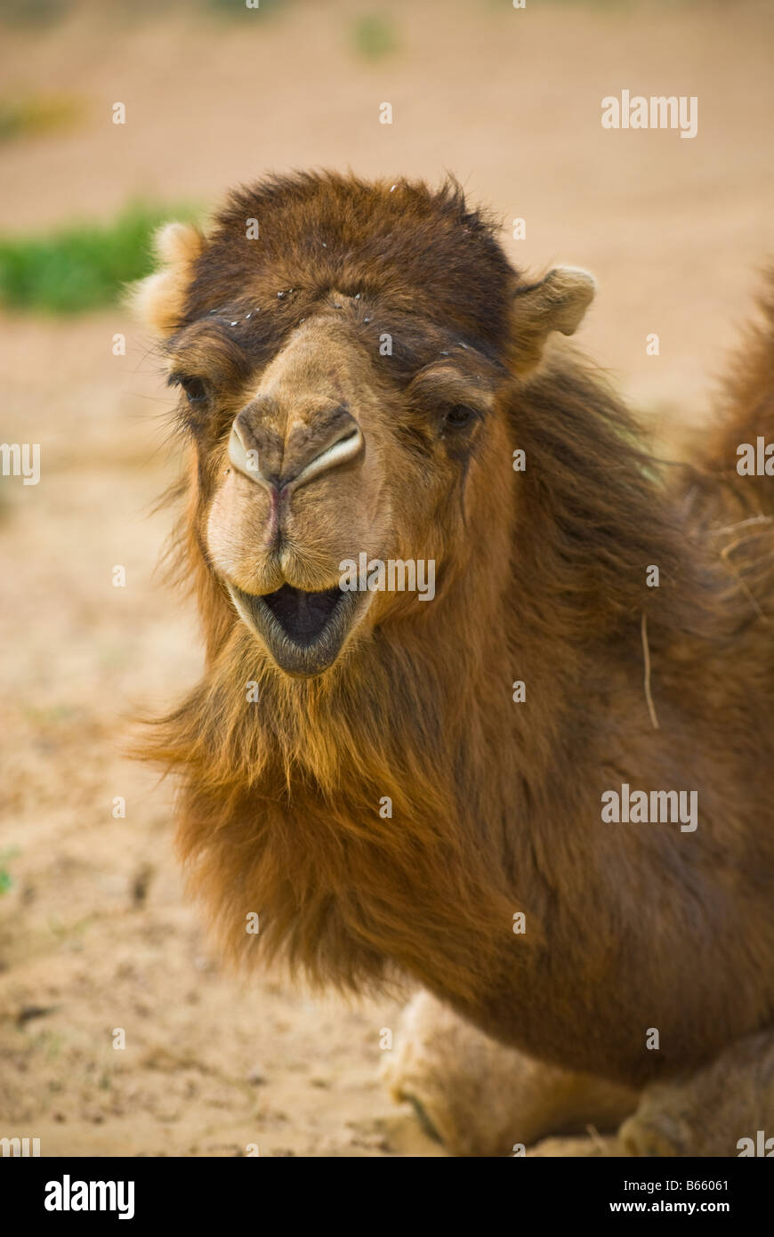 Close up image of camel Banque D'Images