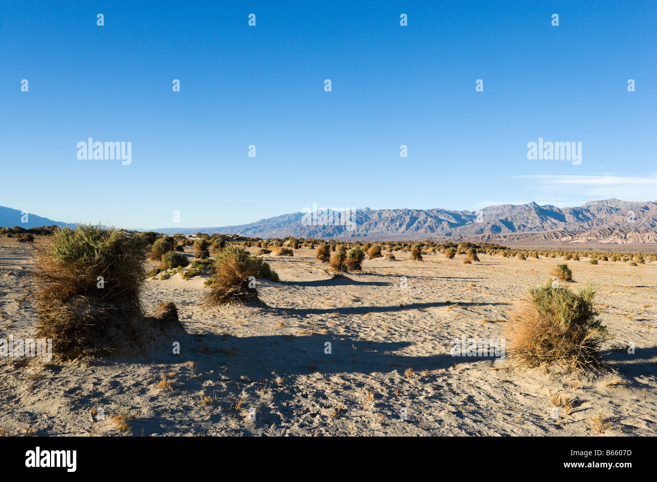 Les Diables de blé à l'extérieur de Stovepipe Wells Village en fin d'après-midi, la Death Valley National Park, California, USA Banque D'Images