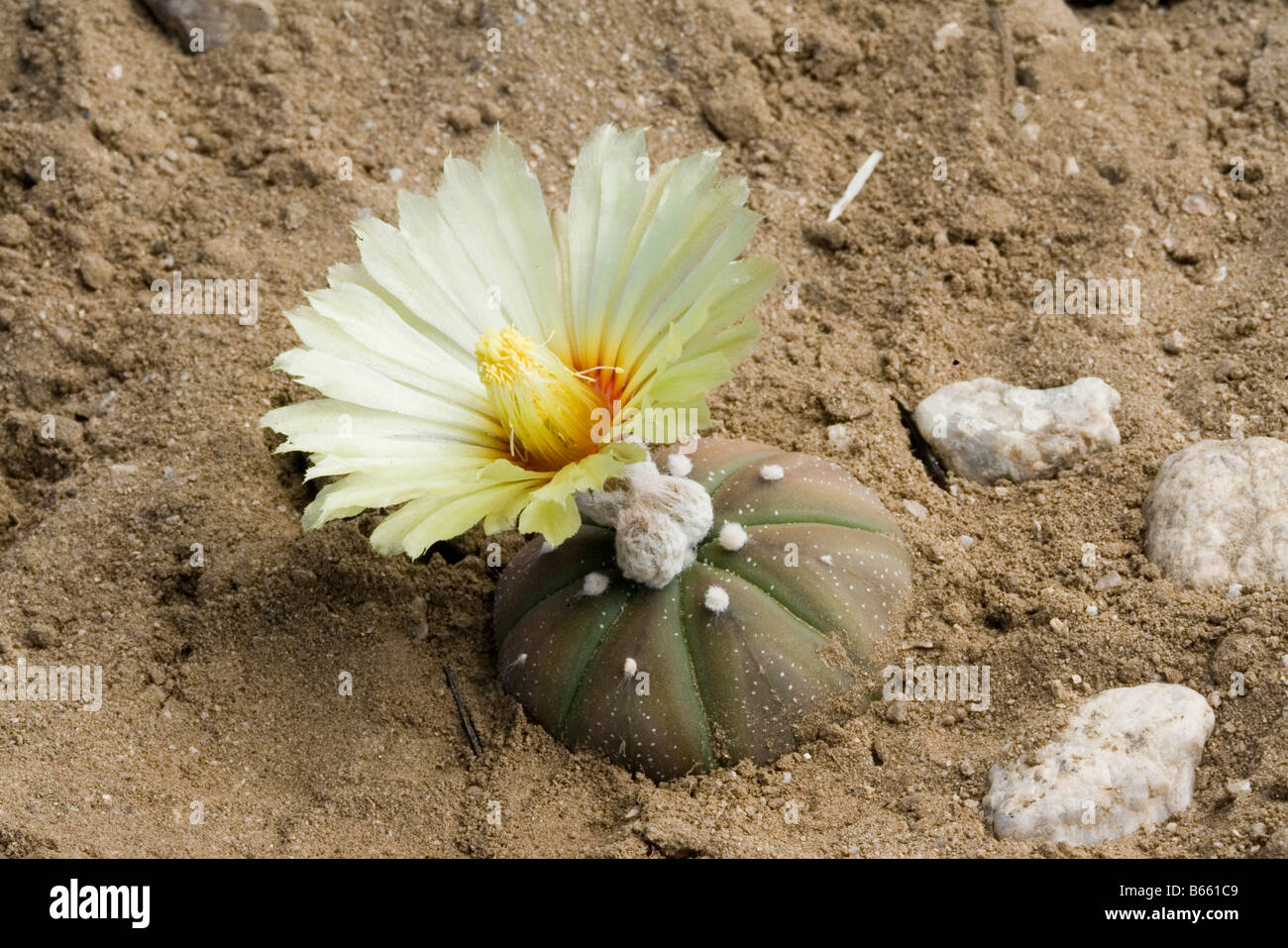 Star Cactus Astrophytum asterias Tucson Arizona United States 26 avril plante en culture Cactaceae Banque D'Images