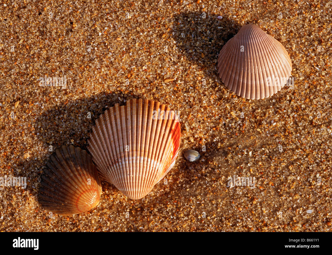 Les coquillages sur une plage en Caroline du Nord USA Banque D'Images