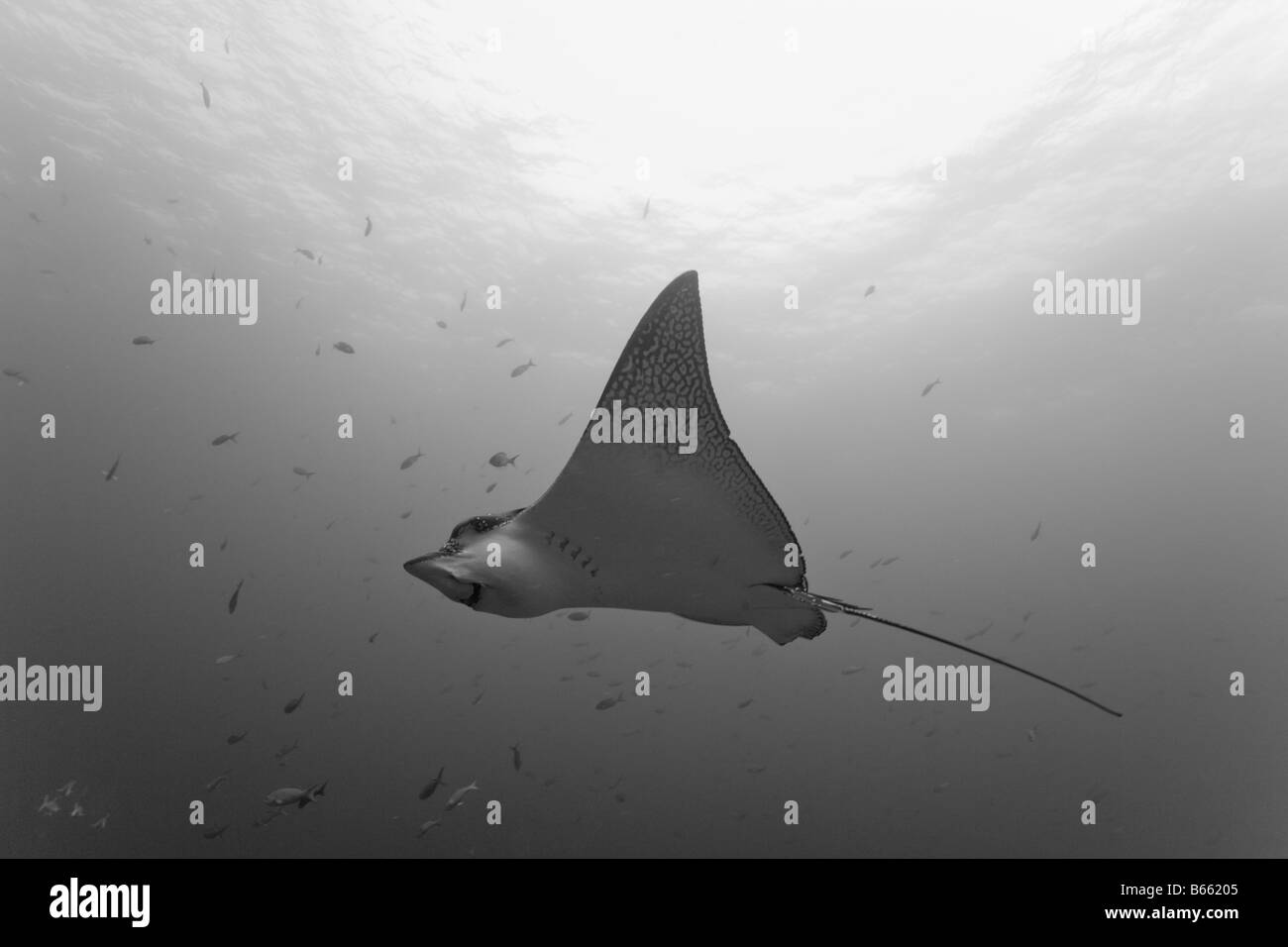 Parc national des Îles Galapagos Équateur Wolf Island sous-vue de Aetobatus narinari raies aigles natation Banque D'Images