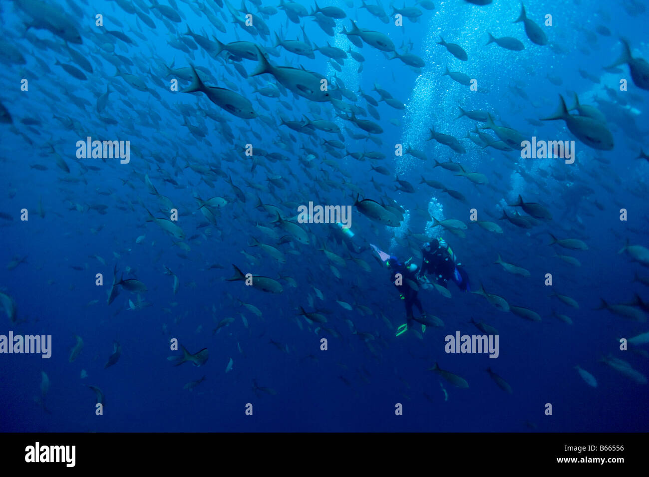 L'Équateur Îles Galapagos Darwin Island vue sous-marine de plongeurs entouré par des poissons tropicaux de l'école Banque D'Images