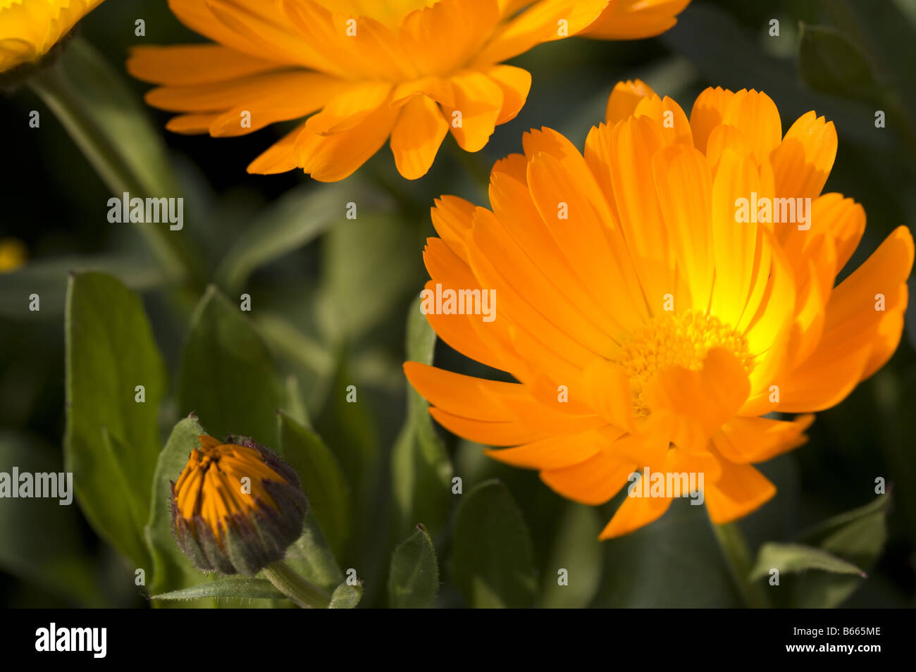 Close up of chrysanthème avec des couleurs éclatantes Banque D'Images