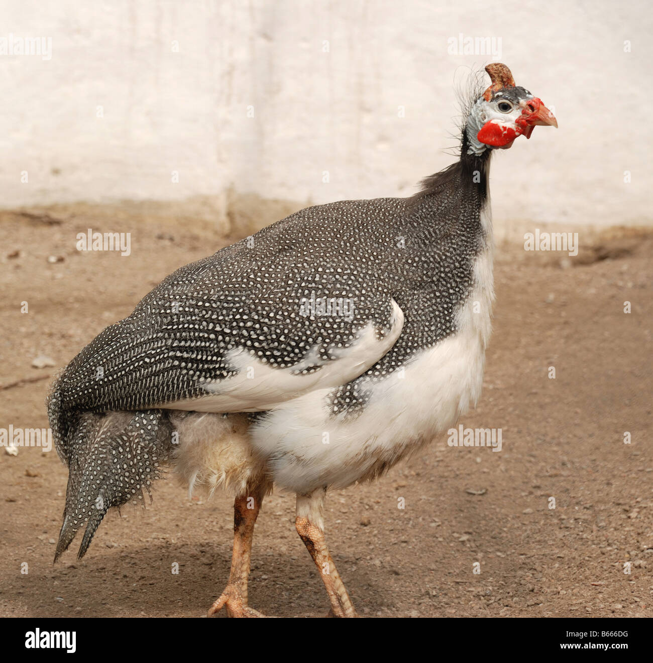 Les perdrix pintade un oiseau sauvage vivant sur des plaines Banque D'Images