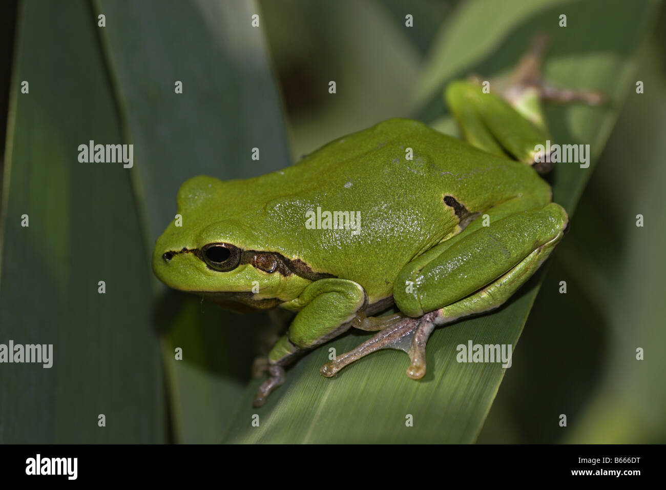 Frosch europäisch Laubfrosch grenouille Hyla arborea Banque D'Images
