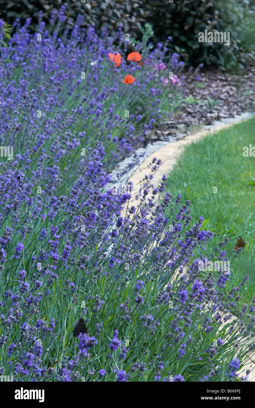 Lavendula Angustifolia avec frontière Banque D'Images