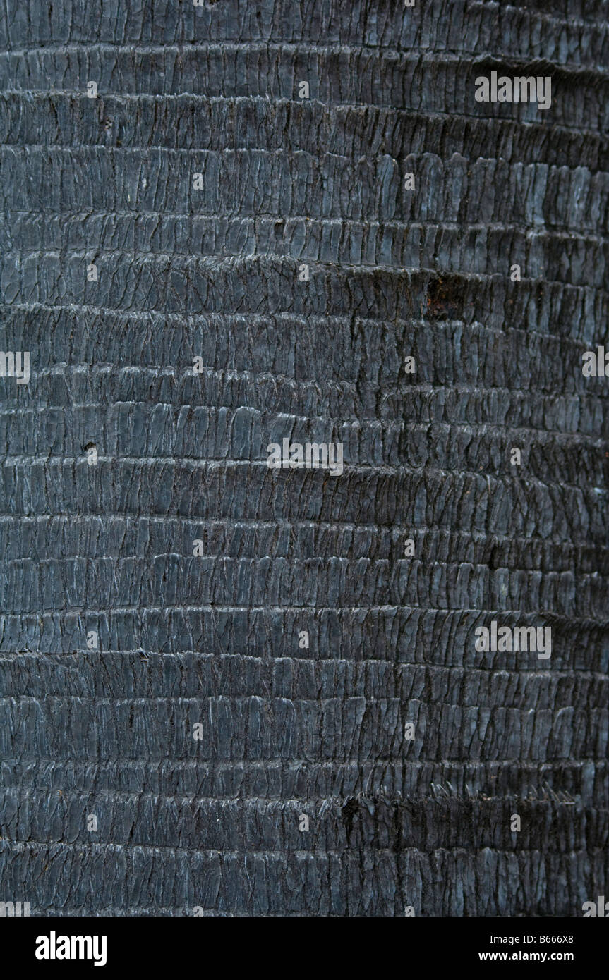 Palmyra Palm (Borassus flabelliformis) près des Jardins Botaniques George Brown trunk Darwin Australie Territoire du Nord Sept. Banque D'Images