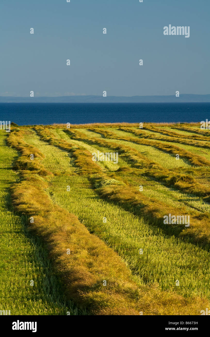 Les andains de paille dans les champs après les récoltes, Guernsey Cove, Prince Edward Island Banque D'Images
