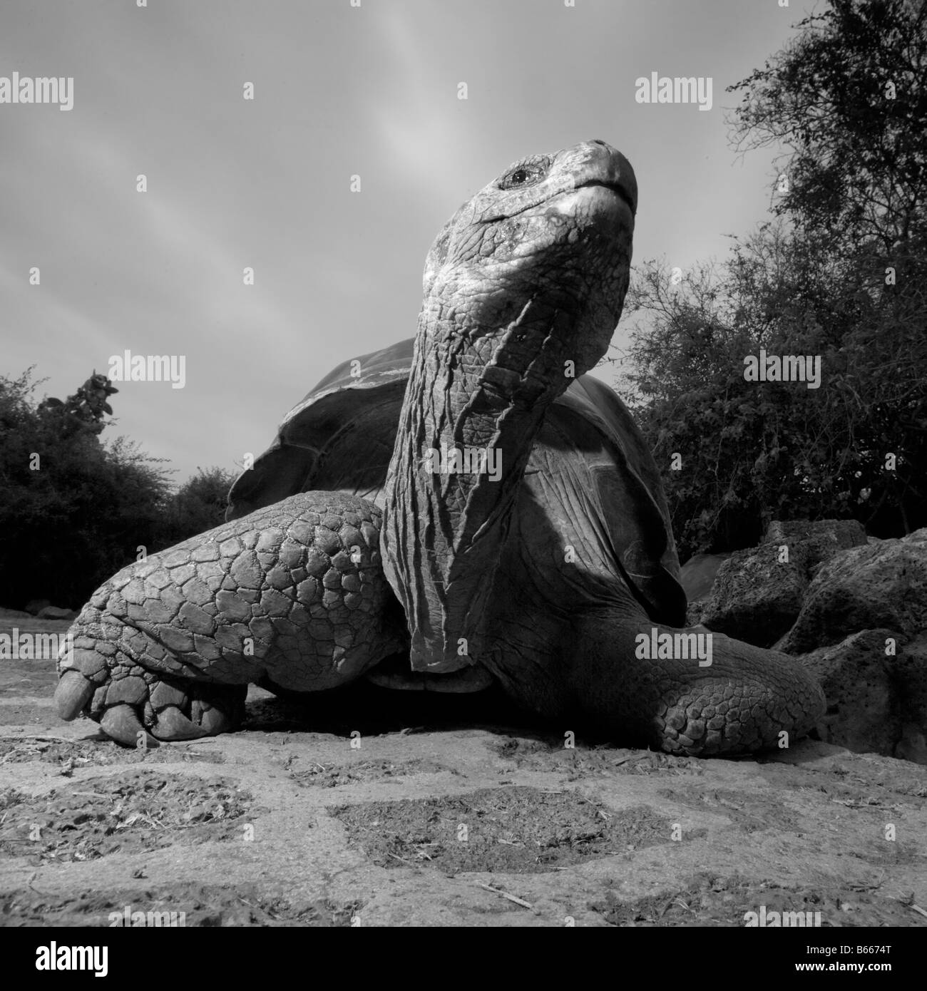 Parc national des Îles Galapagos Équateur l'île de Santa Cruz Puerto Ayora Tortues géantes Banque D'Images