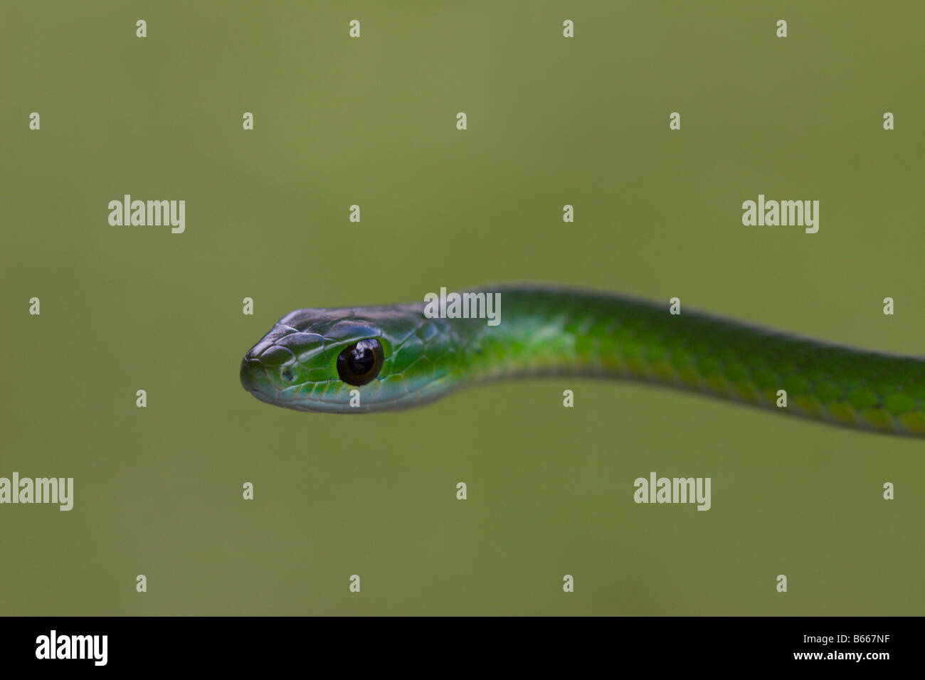 Green mamba serpent venimeux, Afrique Ouganda Banque D'Images