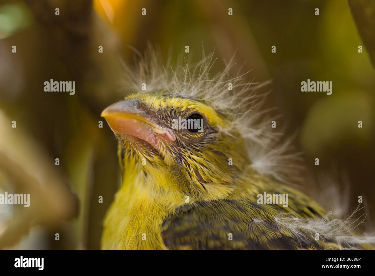Jeune bébé oiseau finch jaune Banque D'Images