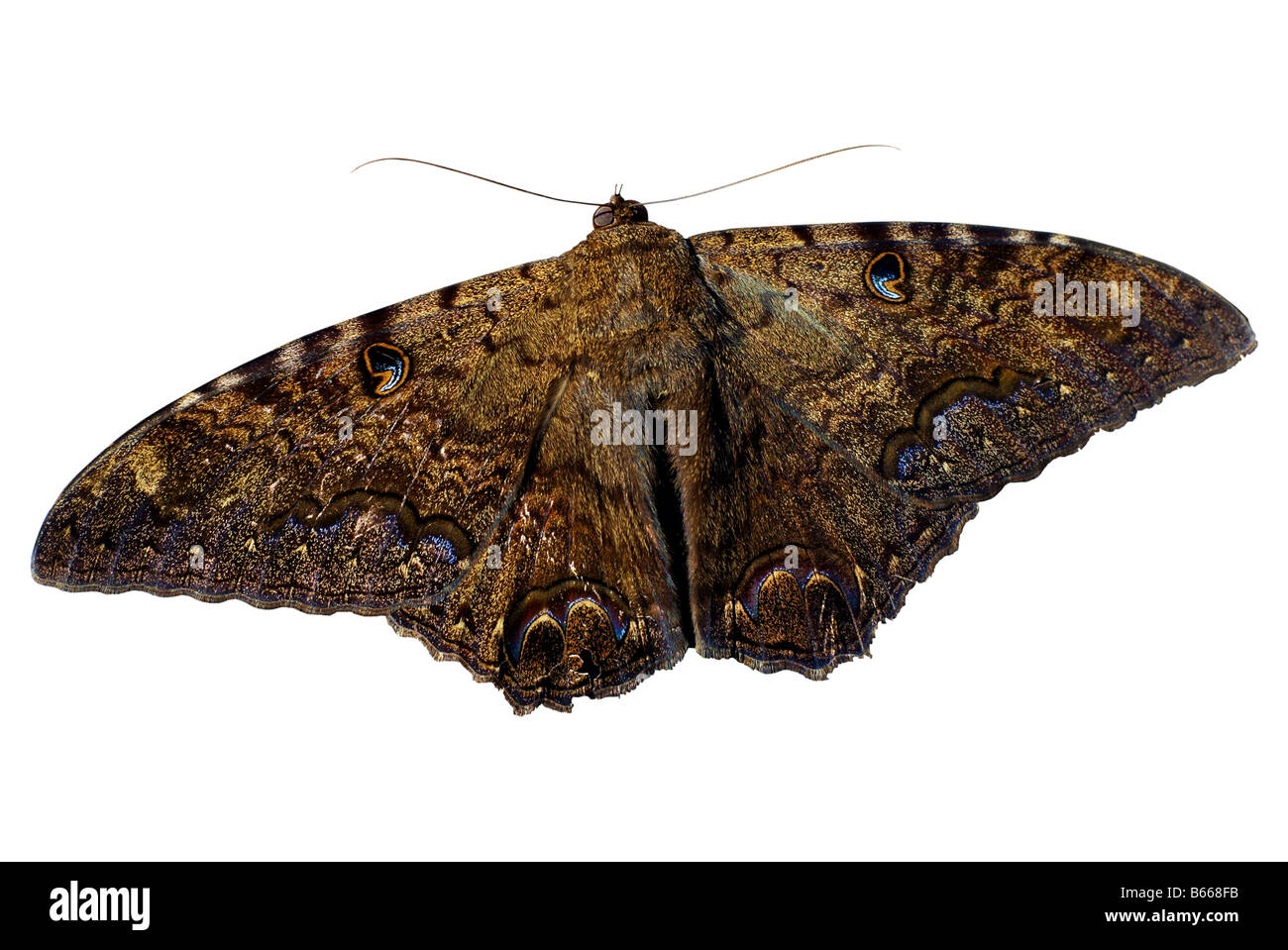 Grand papillon brun avec des taches sur les ailes de l'œil Banque D'Images