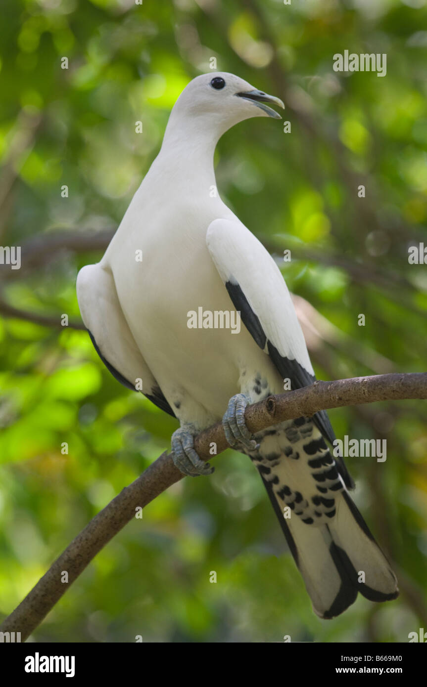 Le pigeon impérial (Ducula bicolor) haletant et déployer ses ailes dans la chaleur du jour Australie Territoire du Nord Sept. Banque D'Images