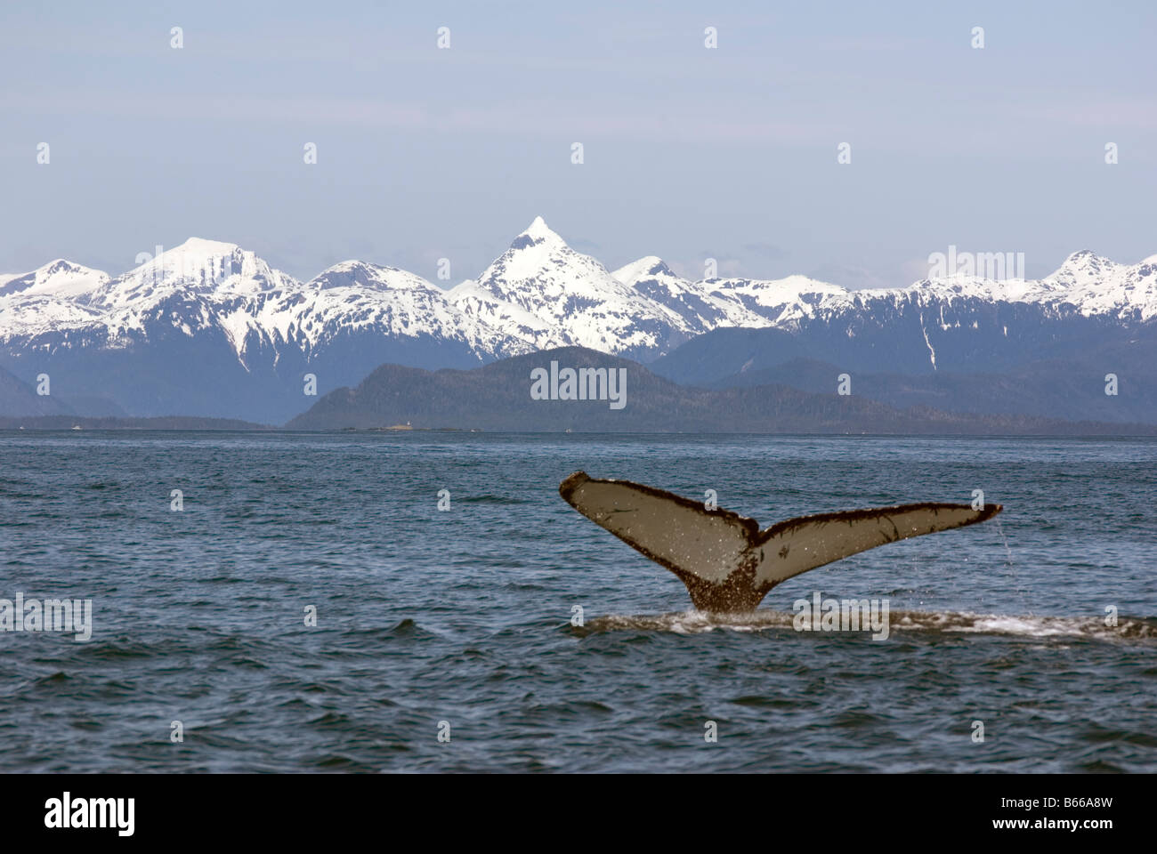 Queue de baleine à bosse, Sitka, Alaska Banque D'Images