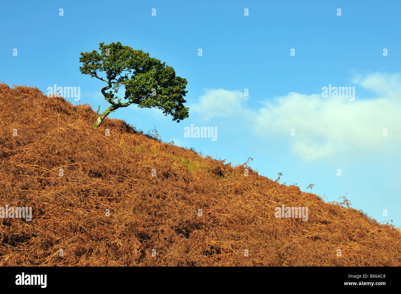 Arbre isolé sur une colline couverte de fougères, Isle of Mull, Scotland Banque D'Images