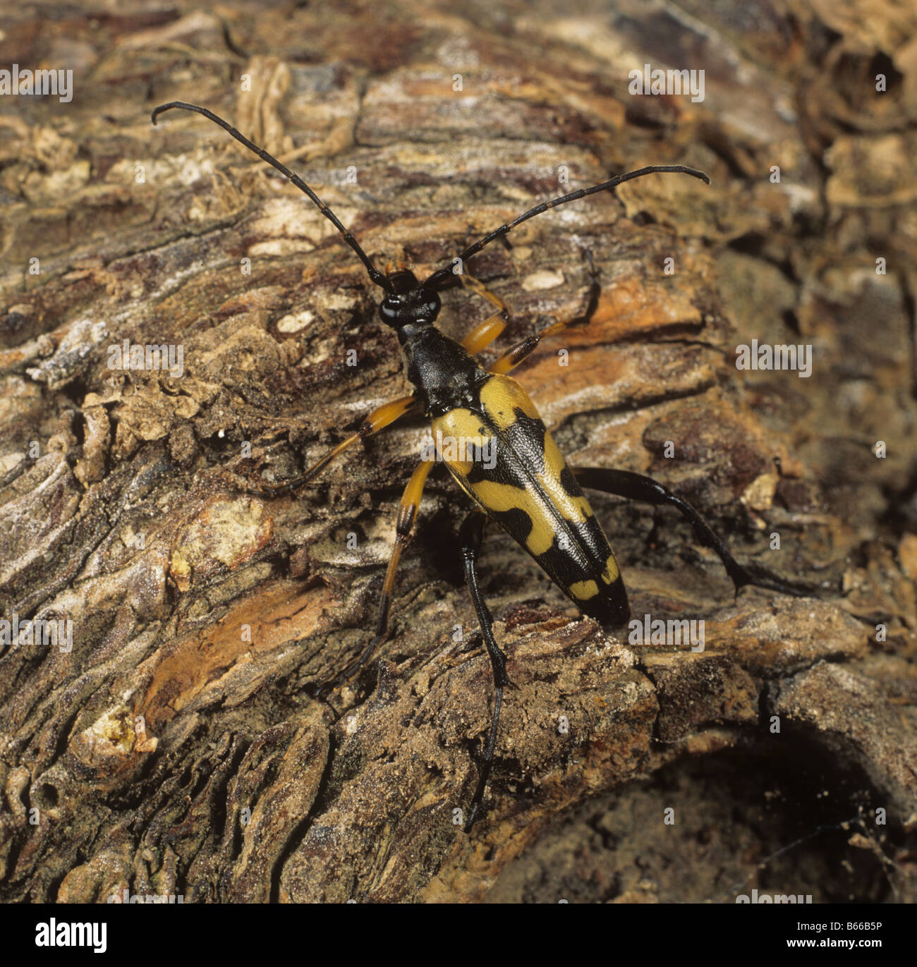 Un Strangalia maculata longicorne des profils sur bois Banque D'Images