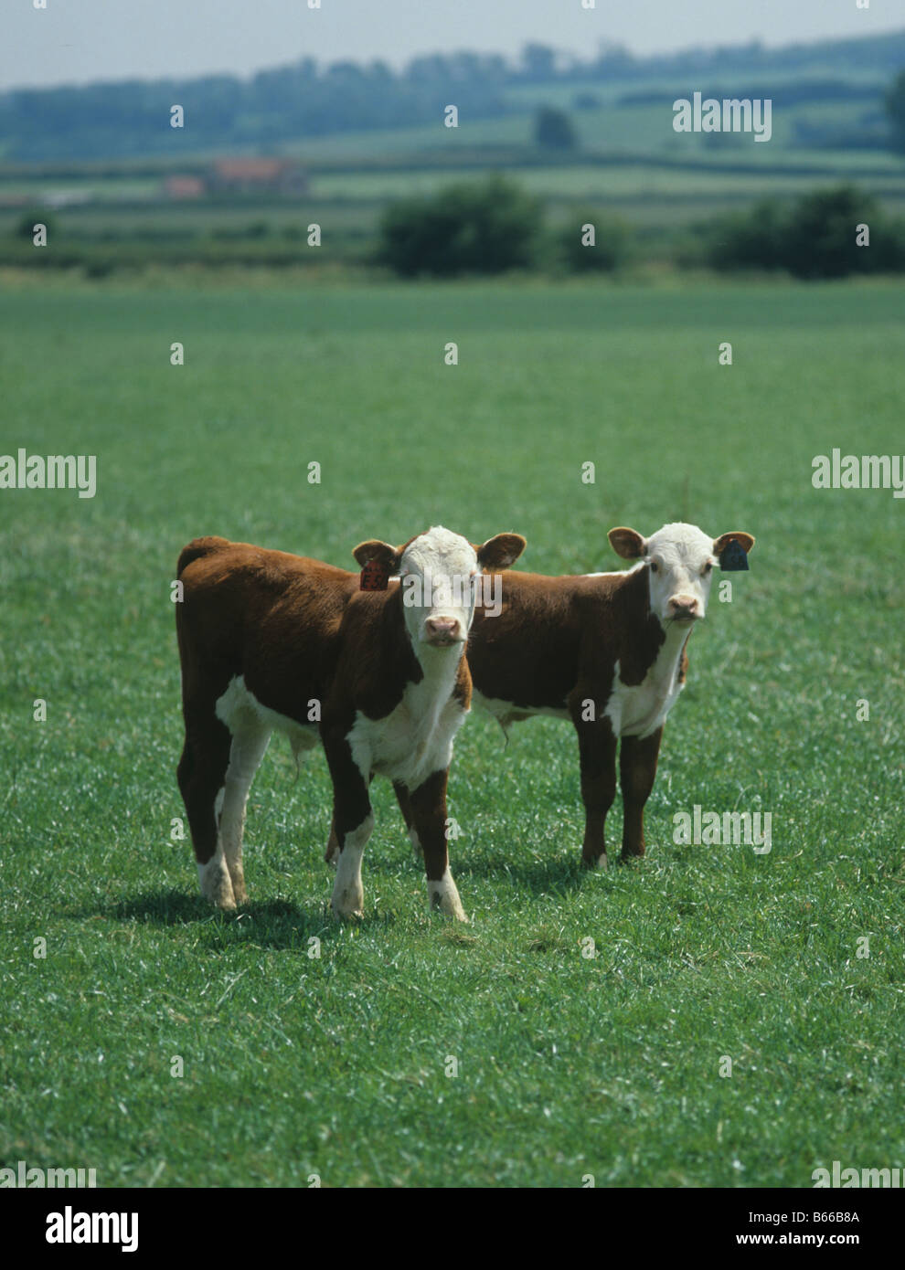 Veaux Hereford Bos taurus avec downland collines derrière Banque D'Images