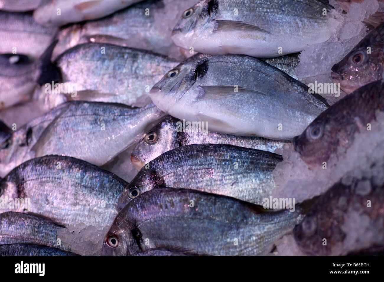 Poissons de mer sur un compteur dans un supermarché de Croydon. Banque D'Images